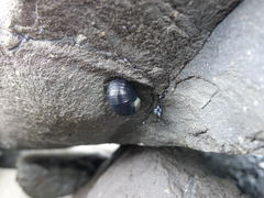 Nerita melanotragus