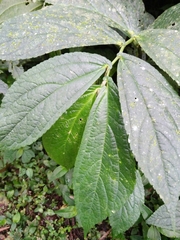 Elatostema platyphyllum