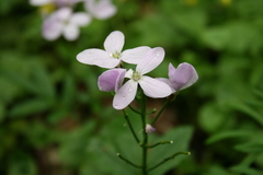 Cardamine bulbifera