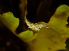 Cuthona hamanni