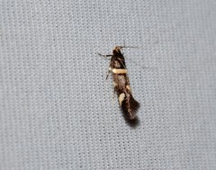 Macrobathra alternatella