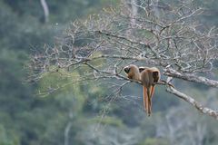 Callicebus personatus