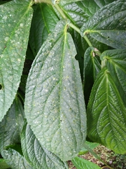 Elatostema platyphyllum