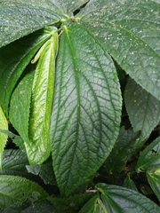 Elatostema platyphyllum