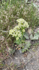 Lepidium draba