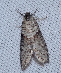 Lepidoscia annosella