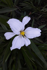 Vellozia plicata