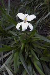 Vellozia plicata