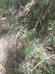 Pellaea andromedifolia