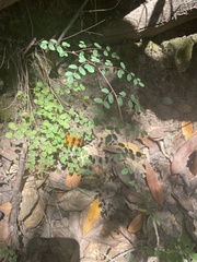 Pellaea andromedifolia