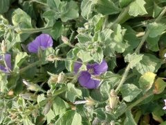 Convolvulus sabatius subsp. mauritanicus image