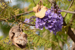 Jacaranda brasiliana