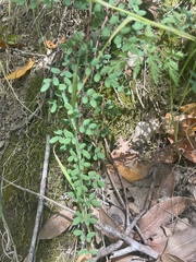 Pellaea andromedifolia