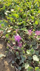 Abronia umbellata