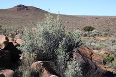 Asparagus mucronatus