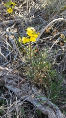 Erysimum suffrutescens
