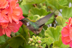 Selasphorus flammula