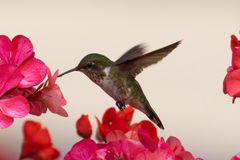 Selasphorus flammula