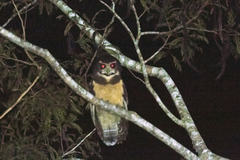 Pulsatrix koeniswaldiana