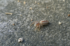 Thyene coccineovittata