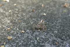 Thyene coccineovittata
