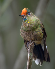 Chalcostigma herrani