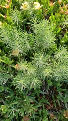 Erigeron blochmaniae