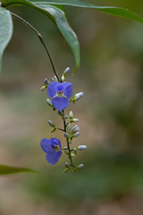 Dichorisandra penduliflora