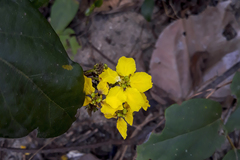 Stigmaphyllon blanchetii