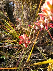 Castilleja affinis contentiosa