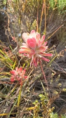 Castilleja affinis contentiosa