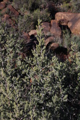 Asparagus mucronatus