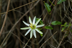 Passiflora mucronata