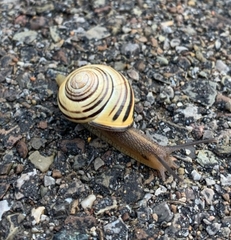 Cepaea nemoralis