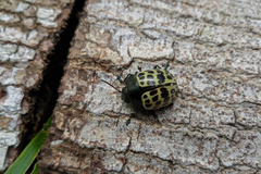 Platyphora tessellata