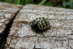 Platyphora tessellata