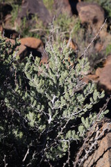 Asparagus mucronatus