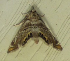 Eoparargyractis irroratalis