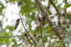 Centrolobium tomentosum