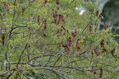 Parapiptadenia pterosperma