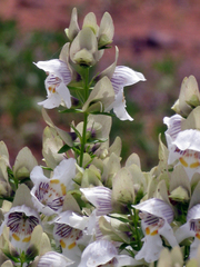 Prostanthera striatiflora