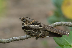 Setopagis parvula