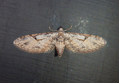Eupithecia bolterii