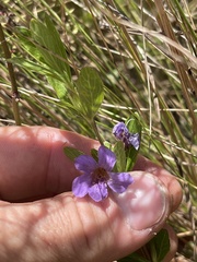 Dyschoriste oblongifolia