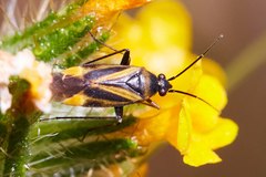 Plagiognathus moerens