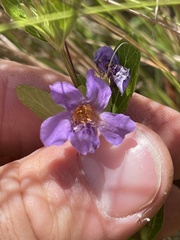 Dyschoriste oblongifolia