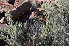 Asparagus mucronatus