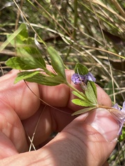 Dyschoriste oblongifolia