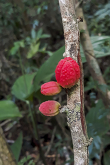 Trichilia pseudostipularis