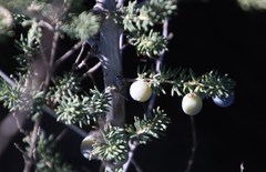 Asparagus mucronatus